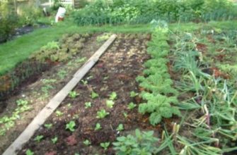 Если вы решили вырастить на своем огороде тыкву, вам следует правильно подготовить посадочный материал. Перед тем как высадить семена, их рекомендуется прорастить. Сегодня мы поговорим о том, как правильно это делать.