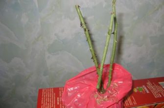 Рассказываем, как подготовить из букетных роз черенки для проращивания и показываем 4 способа, с помощью которых можно получить ростки.