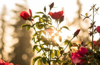 Из срезанных роз довольно успешно выращивают новые цветы. Этим способом можно не только увеличить пользу от букетов, которые часто получают в дар или используют для украшения интерьера, но и увеличить посадочный материал. И если в вазе стоят красивые розы, стоит попробовать свои силы в цветоводстве.