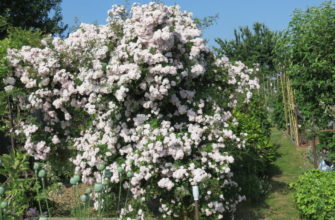 Цветущие розы являются одними из самых красивых декоративных растений, которые можно выращивать в саду.