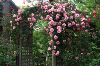 При весенней посадке кустов роз в сад можно отметить следующие преимущества: