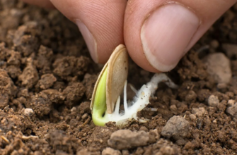 Для того, чтобы прорастить семена тыквы нужно пройти через 3 основных этапа: